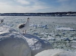 07022018_Samsung Galaxy Galaxy S7 Edge_18 Round Hokkaido Tour_Aurora Ice Breaker at abashiriko00020