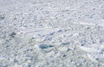 07022018_18 Round Hokkaido Tour_Abashiri Ice Breaker Tour_Ice00031