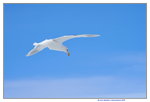 07022018_18 Round Hokkaido Tour_Abashiri Ice Breaker Tour_Seagulls00003