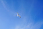 07022018_18 Round Hokkaido Tour_Abashiri Ice Breaker Tour_Seagulls00010
