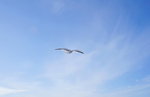 07022018_18 Round Hokkaido Tour_Abashiri Ice Breaker Tour_Seagulls00011
