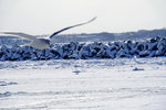 07022018_18 Round Hokkaido Tour_Abashiri Ice Breaker Tour_Seagulls00018