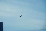 07022018_18 Round Hokkaido Tour_Abashiri Ice Breaker Tour_Seagulls00024