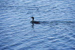 07022018_18 Round Hokkaido Tour_Abashiri Ice Breaker Tour_Seagulls00029