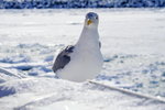 07022018_18 Round Hokkaido Tour_Abashiri Ice Breaker Tour_Seagulls00035