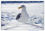 07022018_18 Round Hokkaido Tour_Abashiri Ice Breaker Tour_Seagulls00036