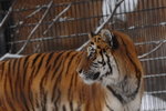 (3)12022008_Hokkaido Tour Day Two_旭川動物園00037