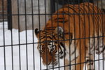 (3)12022008_Hokkaido Tour Day Two_旭川動物園00038