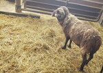 11122024_Samsung Smartphone Galaxy S10 Plus_28 round to Hokkaido_Shibetsu Hitsuji Kan00036