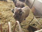 11122024_Samsung Smartphone Galaxy S10 Plus_28 round to Hokkaido_Shibetsu Hitsuji Kan00037