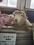 11122024_Samsung Smartphone Galaxy S10 Plus_28 round to Hokkaido_Shibetsu Hitsuji Kan00044