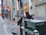16122024_Samsung Smartphone Galaxy S10 Plus_28 round to Hokkaido_Susukino Morning00013