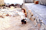 16122012_Sam Ka Chuen_Elaine Yan00164