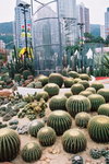 14032008_Hong Kong Flower Show_Contax Film00002