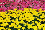 14032008_Hong Kong Flower Show_Contax Film00011