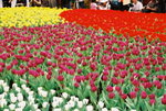 14032008_Hong Kong Flower Show_Contax Film00018