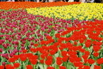 14032008_Hong Kong Flower Show_Contax Film00022