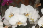 14032008_Hong Kong Flower Show_Orchid00017