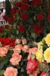14032008_Hong Kong Flower Show_Rose00010