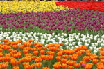 14032008_Hong Kong Flower Show_Tulip00002