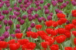 14032008_Hong Kong Flower Show_Tulip00005