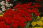 14032008_Hong Kong Flower Show_Tulip00033