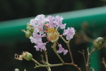 10092007_Sun Lai Garden Flowers00004