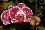 21012008_East Point City_Cat's Face Orchid00014
