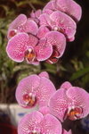 21012008_East Point City_Pink Dotted Orchid00001