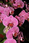 21012008_East Point City_Pink Dotted Orchid00005