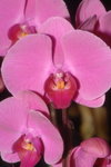 21012008_East Point City_Pink Orchid00003