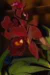 21012008_East Point City_Red Orchid00004