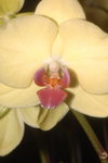 21012008_East Point City_Yellow Orchid00001