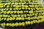 21122007_Yuen Yuen Institute_Chrysanthemums00002