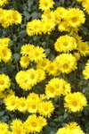 21122007_Yuen Yuen Institute_Chrysanthemums00018