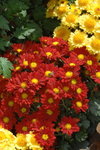 21122007_Yuen Yuen Institute_Chrysanthemums00021