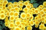 21122007_Yuen Yuen Institute_Chrysanthemums00024