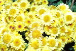 21122007_Yuen Yuen Institute_Chrysanthemums00032
