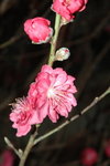 23012008_Festive Walk_Peach Blossoms00004