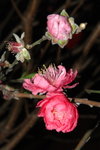 23012008_Festive Walk_Peach Blossoms00011