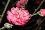 23012008_Festive Walk_Peach Blossoms00017