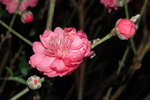 23012008_Festive Walk_Peach Blossoms00018