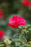 10032016_Hong Kong Flower Show 2016_Flower Gallery00008