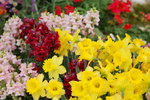 10032016_Hong Kong Flower Show 2016_Flower Gallery00019