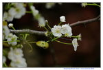 10032016_Hong Kong Flower Show 2016_Flower Gallery00034