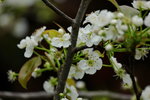 10032016_Hong Kong Flower Show 2016_Flower Gallery00035