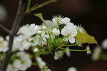 10032016_Hong Kong Flower Show 2016_Flower Gallery00036