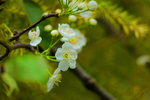 10032016_Hong Kong Flower Show 2016_Flower Gallery00037