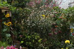 10032016_Hong Kong Flower Show 2016_Flower Gallery00040