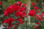 10032016_Hong Kong Flower Show 2016_Flower Gallery00046